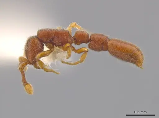 Syscia minuta - INBIOCRI002281527