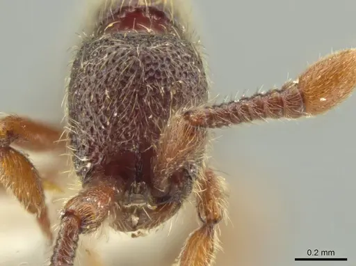 Syscia murillocruzae specimen