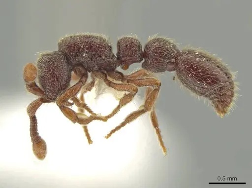 Syscia murillocruzae specimen