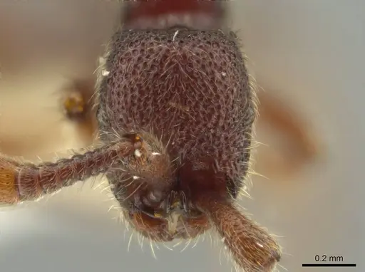 Syscia murillocruzae - CASENT0644501