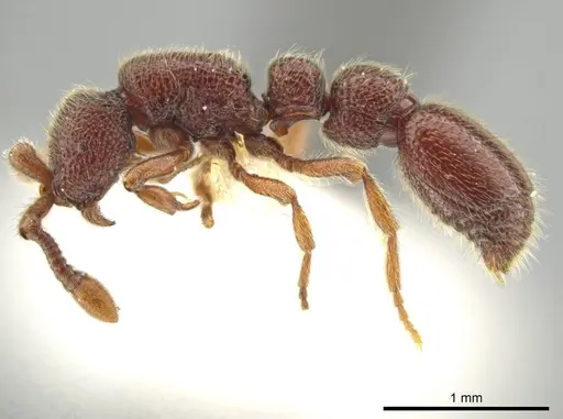 Syscia murillocruzae - CASENT0644501