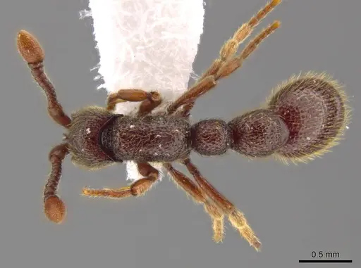 Syscia murillocruzae - INB0003699991