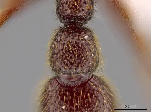 Syscia murillocruzae - INB0003699991