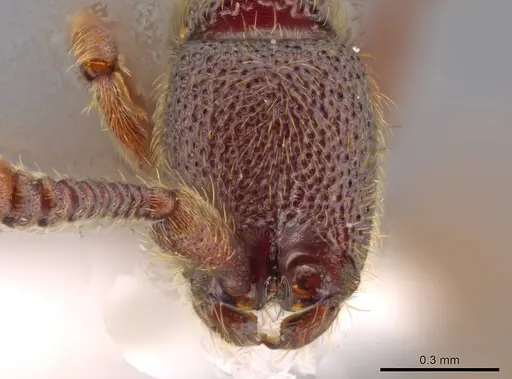 Syscia murillocruzae - INB0003699991