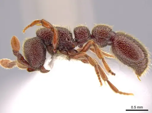 Syscia murillocruzae - INB0003699991