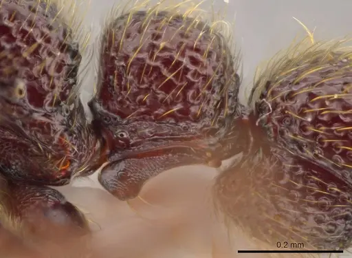 Syscia murillocruzae - INB0003699991