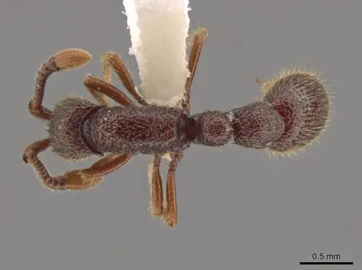 Syscia parietalis specimen