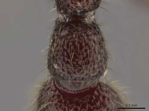 Syscia parietalis specimen