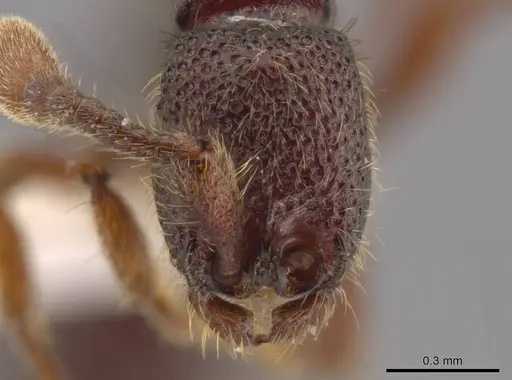 Syscia parietalis specimen