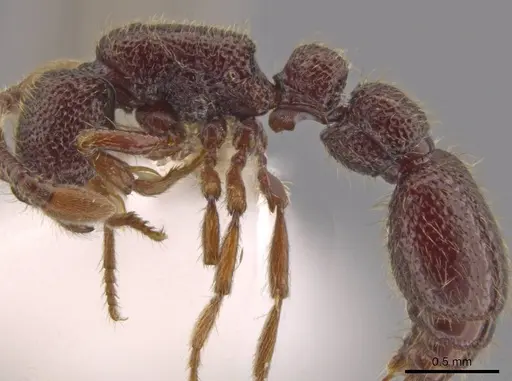 Syscia parietalis - CASENT0603705