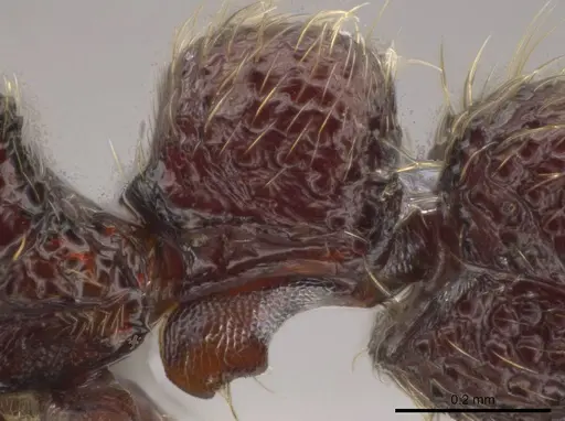 Syscia parietalis - CASENT0603705