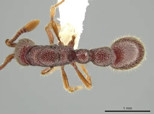 Syscia parietalis - CASENT0617089