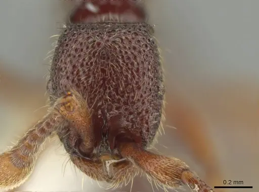 Syscia parietalis - CASENT0617089