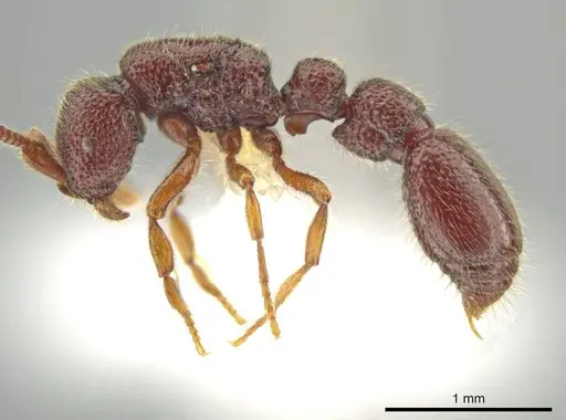 Syscia parietalis - CASENT0617089