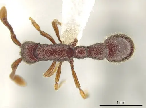 Syscia parietalis - CASENT0617110