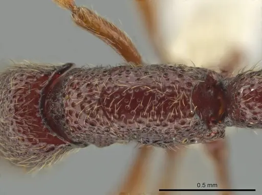 Syscia parietalis - CASENT0617110