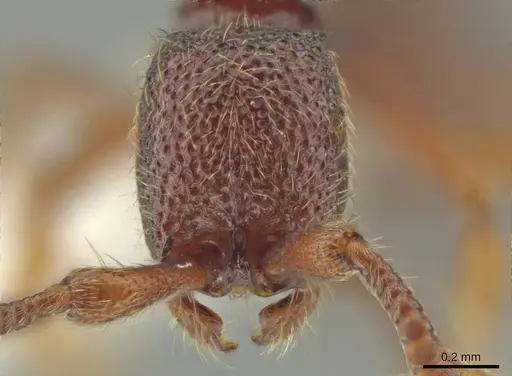 Syscia parietalis - CASENT0617110