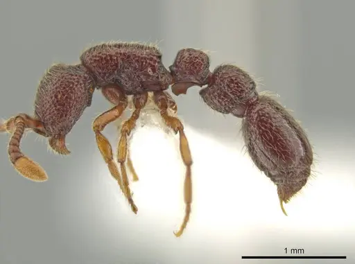 Syscia parietalis - CASENT0617110