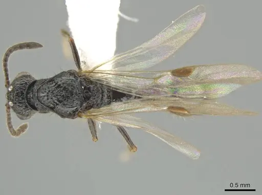 Syscia parietalis - CASENT0617722