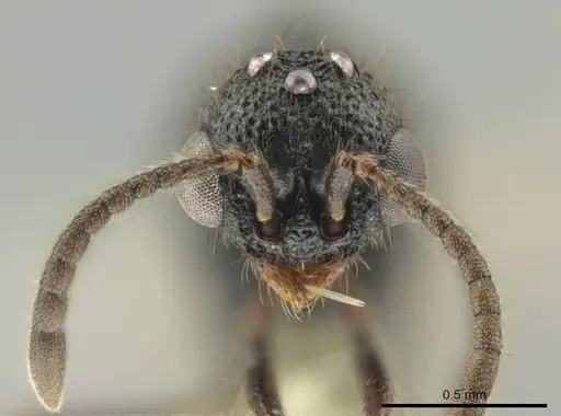 Syscia parietalis - CASENT0617722