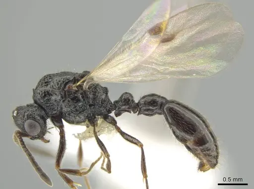 Syscia parietalis - CASENT0617722