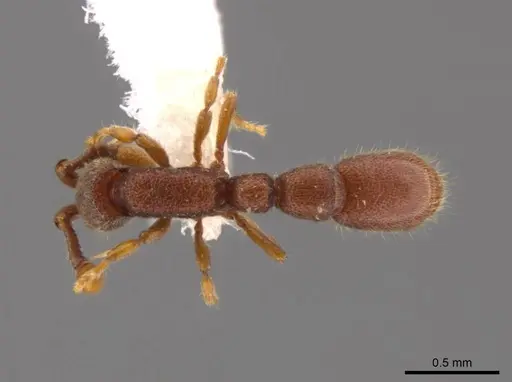 Syscia parva specimen