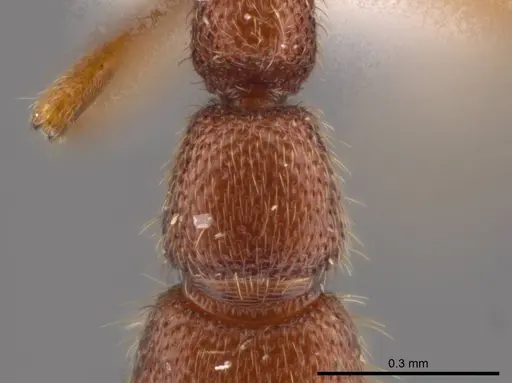 Syscia parva specimen