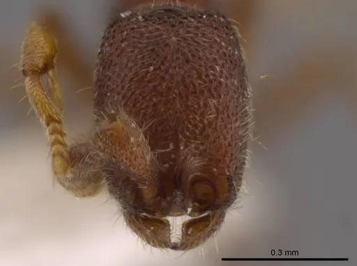 Syscia parva specimen