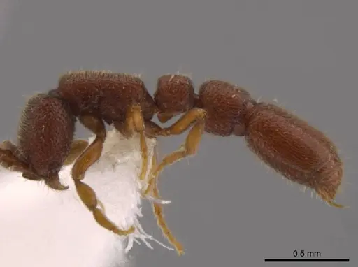 Syscia parva - CASENT0609811