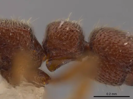 Syscia parva - CASENT0609811