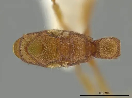 Syscia parva - CASENT0614340