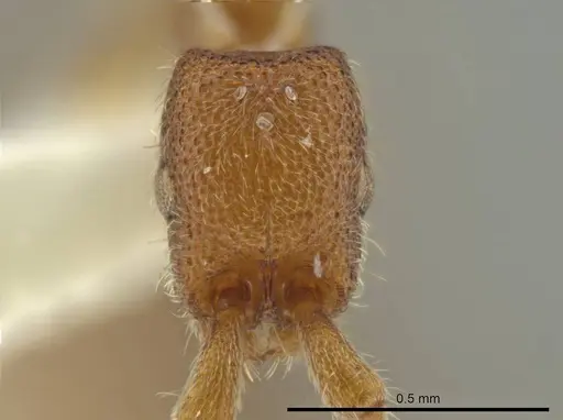 Syscia parva - CASENT0614340