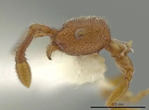 Syscia parva - CASENT0614340