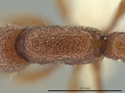 Syscia parva - CASENT0644363