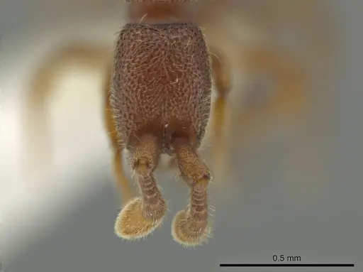 Syscia parva - CASENT0644363