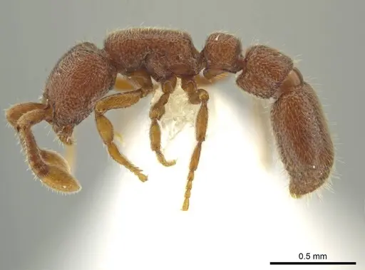 Syscia parva - CASENT0644363