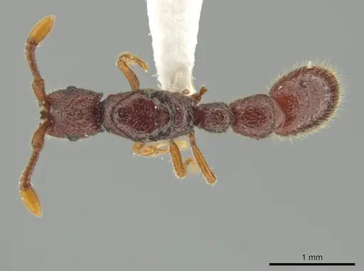 Syscia persimilis specimen