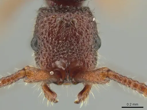 Syscia persimilis specimen