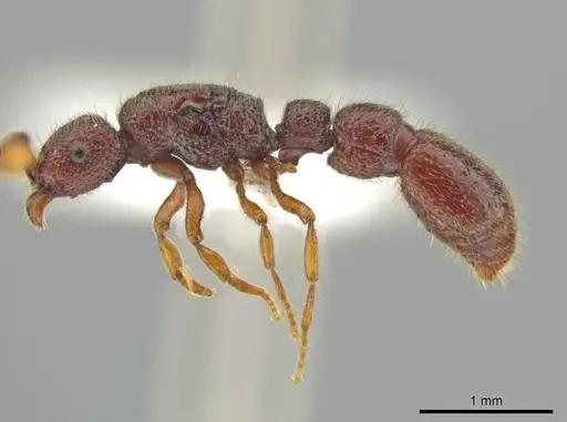 Syscia persimilis specimen
