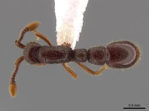 Syscia persimilis - CASENT0617696