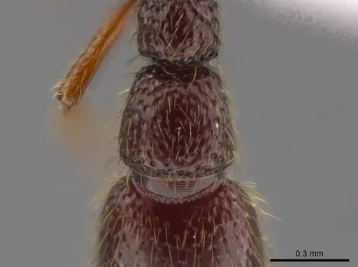 Syscia persimilis - CASENT0617696