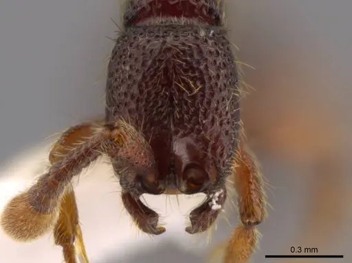 Syscia persimilis - CASENT0617696