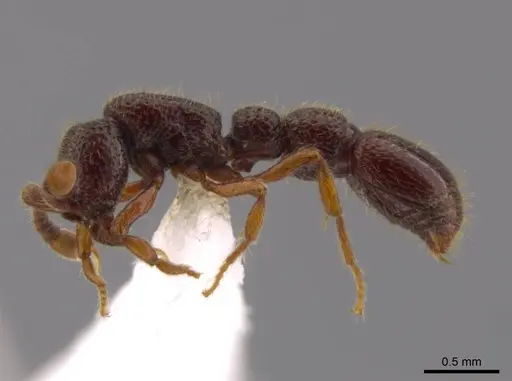 Syscia persimilis - CASENT0617696