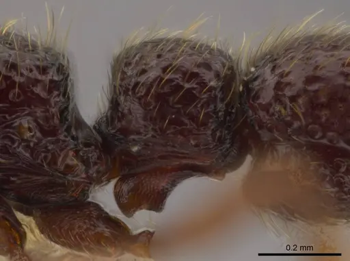 Syscia persimilis - CASENT0617696