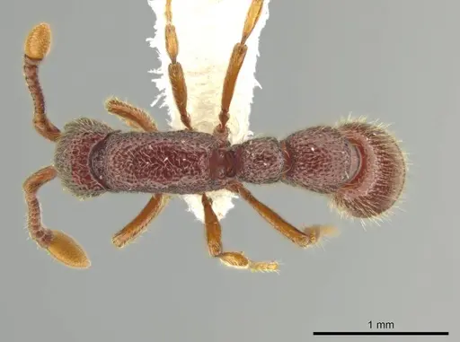 Syscia persimilis - CASENT0629228