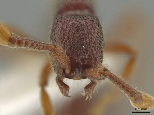 Syscia persimilis - CASENT0629228