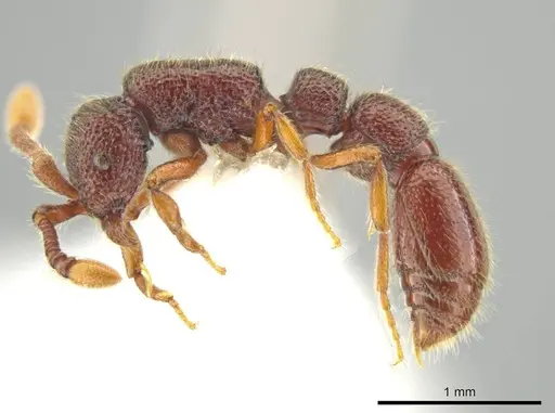 Syscia persimilis - CASENT0629228