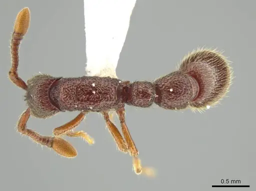 Syscia persimilis - CASENT0630852