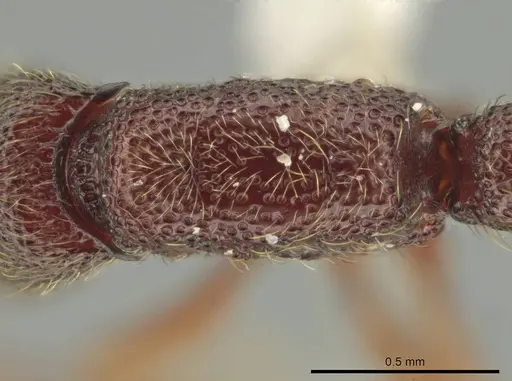 Syscia persimilis - CASENT0630852