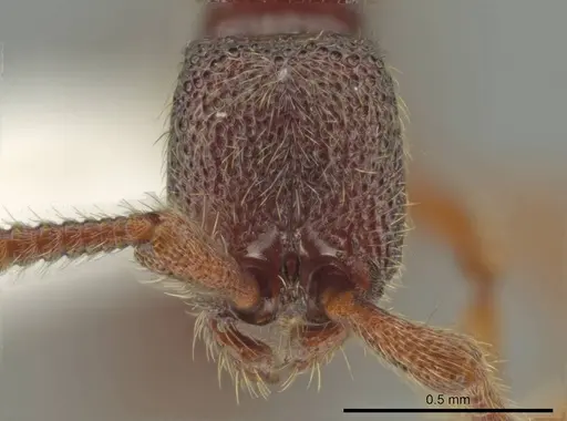 Syscia persimilis - CASENT0630852